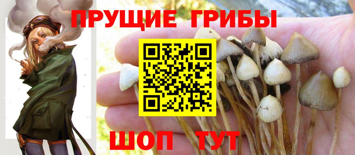 Североморск  Галлюциногенные грибы Cubensis  Вход с VPN 